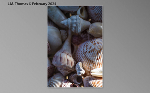 Macro Shells Feb 2024-10.jpg